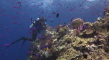 Scuba Diver Rests On Coral Reef With School Of Magenta Slender Anthias, Luzonichthys Waitei