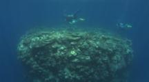 Scuba Divers Over Huge Coral Bommie Dappled In Sunlight
