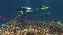 Scuba Diver In Brightly-Colored Diving Suit Explores Coral Reef With Staghorn Coral And Anthias