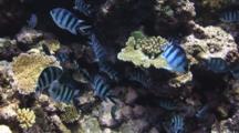 Scissortail Sergeants, Abudefduf Sexfasciatus, On Hard Coral Reef