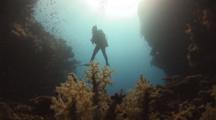 Graceful Scuba Diver Silhouetted Behind Soft Coral