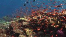Pretty Coral Reef Teeming With Marine Life - Part 1, Including Lyretail Anthias, Pseudanthias Squamipinnis