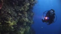 Scuba Diver Explores Underwater Wall Covered In Pretty Soft Corals