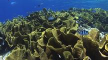 Yellow Scroll Coral (Cabbage Coral), Turbinaria Reniformis, Dappled In Sunlight