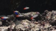 School Of Juvenile Firefish (Fire Goby), Nemateleotris Magnifica, Feeding In Current