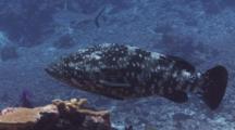 Malabar Grouper, Epinephelus Malabaricus, Swims Slowly With Grey Reef Shark In The Background