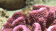 Arc-Eye Hawkfish, Paracirrhites Arcatus, Poised In Cauliflower Coral, Pocillopora Sp.