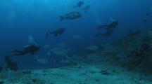 School Of Bigeye Emperors (Humpnose Big-Eye Bream), Monotaxis Grandoculis, With Scuba Divers