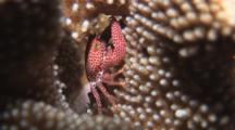 Red-Spotted Coral Crab, Trapezia Rufopunctata Or Trapezia Tigrina, In Cauliflower Coral, Pocillopora Sp.