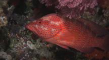 Coral Grouper, Cephalopholis Miniata, Sheltering In Coral Reef At Night