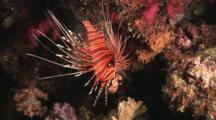 Spotfin Lionfish, Pterois Antennata, Upside Down On Coral Reef