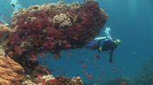 Scuba Diver Explores Outcrop Covered With Dendropnephthya Soft Coral And Mushroom Leather Coral, Sarcophyton Trocheliophorum