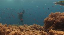 Underwater Photographer With Reef Of Spaghetti Finger Leather Coral, Sinularia Flexibilis