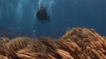 Scuba Divers And Anthias Over Reef Covered In Spaghetti Finger Leather Coral