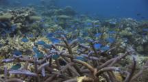 Blue-Green Chromis, Chromis Viridis, Among Staghorn Corals, Acropora Sp.