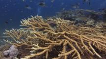 Staghorn Coral, Acropora Sp.