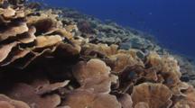 Reef Of Lettuce Coral, Turbinaria Sp., With Blue-Green Damsels, Pomacentrus Callainus, And Bicolor Chromis, Chromis Margaritifer