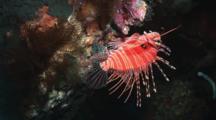 Spotfin Lionfish, Pterois Antennata, Swims Upside Down Under Coral Reef
