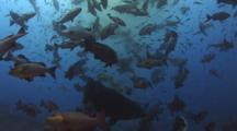 Feeding Frenzy As Two-Spot Red Snapper And Other Fish Feed On Shark Bait
