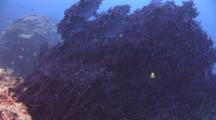 Huge Purple Knotted Sea Fan, Muricella Sp.