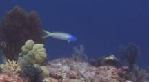 Starck's Tilefish (Bluehead Tilefish), Hoplolatilus Starcki, Swims Fitfully Over Reef