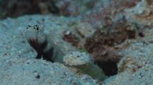 Spotted Prawn-Goby, Amblyeleotris Guttata, Guards While Snapping Shrimp, Alpheus Sp., Digs Burrow