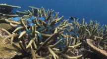 Blue-Green Chromis, Chromis Viridis, Shelter Amongst Staghorn Coral, Acropora Sp.