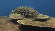 Brush Corals (Table Corals), Acropora Hyacinthus, And Staghorn Coral