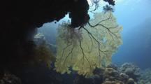 Gorgonian Sea Fan, Melithaea Sp., Growing Downwards