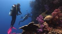 Scuba Divers Explore And Photograph Coral-Covered Underwater Wall