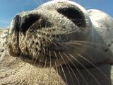 Baby Harp Seal Look Into Camera