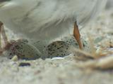 Piping Plover Sitting On Nest With Eggs