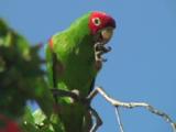 Red-Masked Parakeet Feeds In Tree