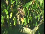 Red-Vented Bulbul, Pycnonotes Cafer, Damages Mango Fruit On Tree