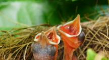 Baby Bulbul Birds Sleeping And Begging In Nest
