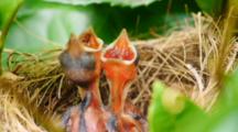 Baby Bulbul Birds Sleeping And Begging In Nest