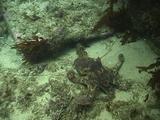 Octopus Scurrying Across Rocky Bottom.