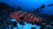 Marbled Groupers Gather For Mating Season, Facing Into The Current 