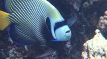 Close Up Emperor Angelfish On Coral Reef