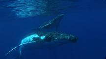 Humpback Whale Mother And Calf Swimming Back To Surface