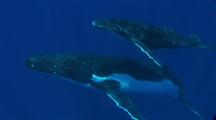 Humpback Whale Mother And Calf Swimming Back To Surface From The Deep Blue
