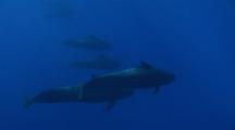 Group Of Pilot Whales, Socialising And Travelling