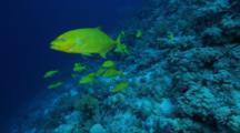 Goldbody Trevally And Yellowsaddled Goatfish Swim Together Along The Reef