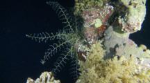 Giant Basket Star Folding Its Arms Due To Light