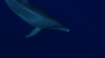 Indopacific Bottlenose Dolphin Swims Towards Camera And Then To Surface