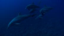 Small Group Of Indopacific Bottlenose Dolphin Swims Past Camera