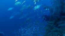 Large Group Of Gold-Spotted Trevallies Hunting Baitball Of Silversides On Wreck