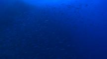 Large School Of Sardines Swim Past Reef Wall