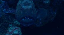 Red Sea Coral Grouper At Cleaning Station