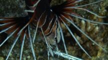 Clearfin Lionfish Feeding At Night